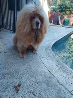 Tibetan , a male Tibetan Mastiff for sale in Riverside, CA – Photo 8 of 8