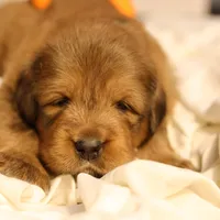 Tibetan , a male Tibetan Mastiff for sale in Riverside, CA – Photo 4 of 8