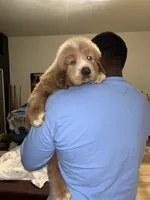 Tibetan , a male Tibetan Mastiff for sale in Riverside, CA – Photo 2 of 8