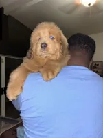 Puppies, a male Tibetan Mastiff for sale in Riverside, CA – Photo 3 of 7