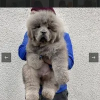 Puppies, a male Tibetan Mastiff for sale in Riverside, CA – Photo 5 of 7