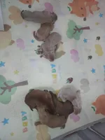 Puppies, a male Tibetan Mastiff for sale in Riverside, CA – Photo 2 of 8