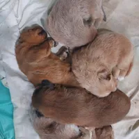 Puppies, a male Tibetan Mastiff for sale in Riverside, CA – Photo 7 of 7