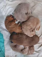 Puppies, a male Tibetan Mastiff for sale in Riverside, CA – Photo 8 of 8