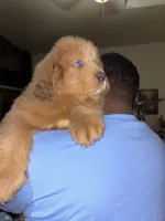 Puppies, a male Tibetan Mastiff for sale in Riverside, CA – Photo 2 of 7