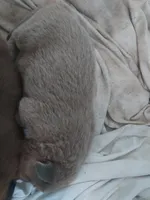 Puppies, a male Tibetan Mastiff for sale in Riverside, CA – Photo 4 of 8