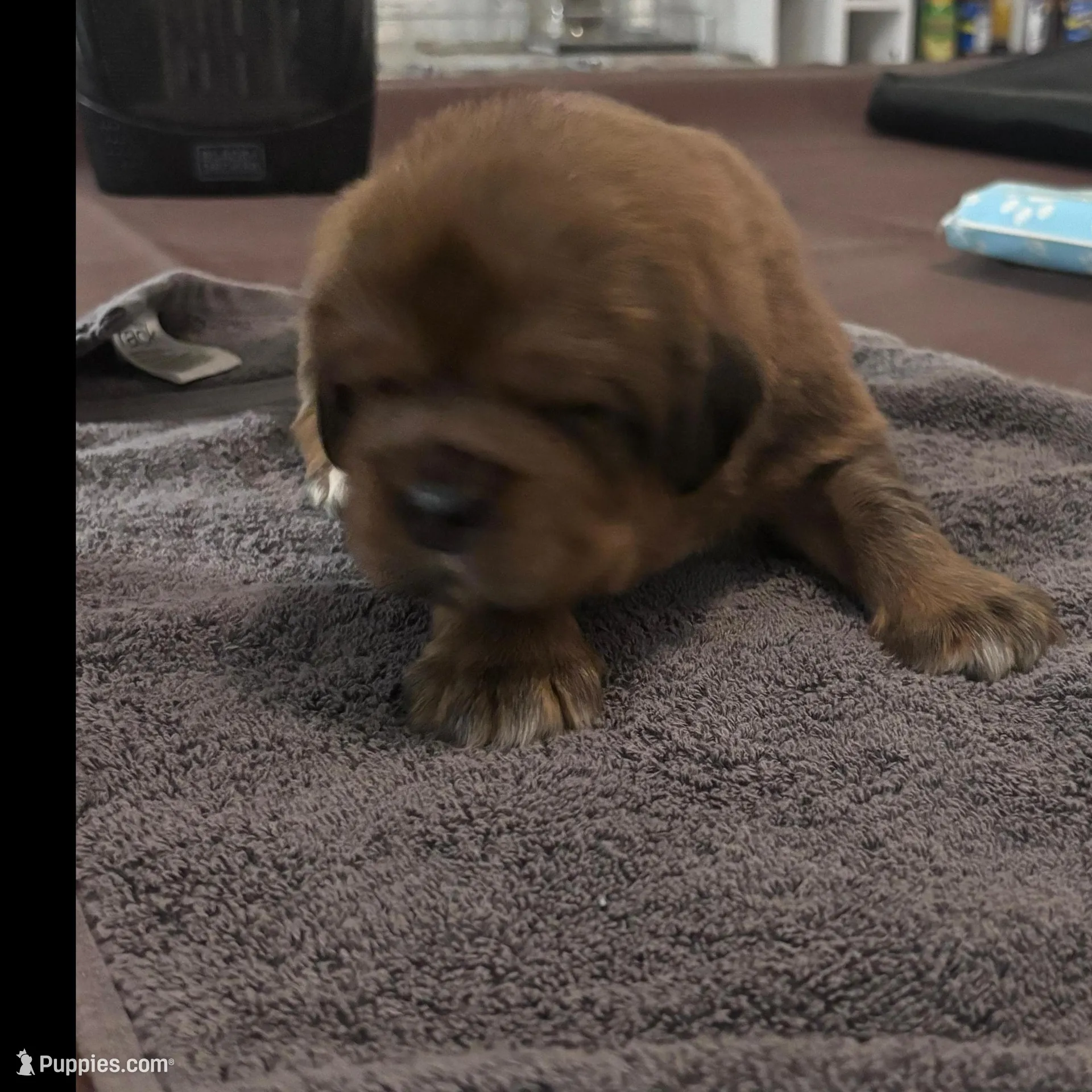 Puppies, a male Tibetan Mastiff for sale in Riverside, CA – Photo 6 of 8