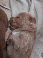Puppies, a male Tibetan Mastiff for sale in Riverside, CA – Photo 7 of 8