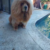 Puppies, a male Tibetan Mastiff for sale in Riverside, CA – Photo 3 of 7