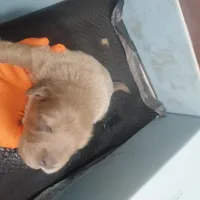 Puppies, a male Tibetan Mastiff for sale in Riverside, CA – Photo 4 of 7