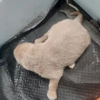 Puppies, a male Tibetan Mastiff for sale in Riverside, CA – Photo 6 of 7