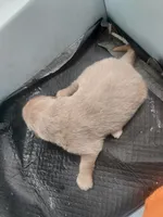 Puppies, a male Tibetan Mastiff for sale in Riverside, CA – Photo 6 of 7