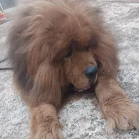 Puppies, a male Tibetan Mastiff for sale in Riverside, CA – Photo 7 of 7