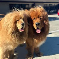 Puppies, a male Tibetan Mastiff for sale in Riverside, CA – Photo 1 of 7
