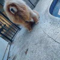 Puppies, a male Tibetan Mastiff for sale in Riverside, CA – Photo 2 of 7