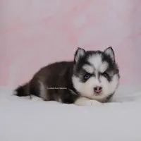Rosalie, a female Pomsky for sale in Loxahatchee, FL – Photo 1 of 2