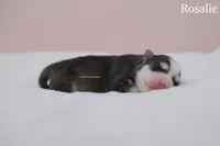 Rosalie, a female Pomsky for sale in Loxahatchee, FL – Photo 2 of 2