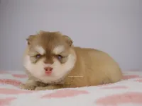 Khalen, a male Pomsky for sale in Loxahatchee, FL – 3 of 7
