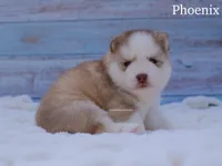 Phoenix, a male Pomsky for sale in Loxahatchee, FL – Photo 3 of 6