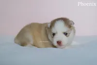 Phoenix, a male Pomsky for sale in Loxahatchee, FL – Photo 5 of 6