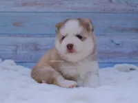 Phoenix, a male Pomsky for sale in Loxahatchee, FL – Photo 4 of 6