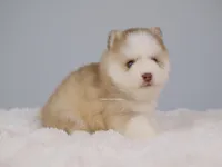 Phoenix, a male Pomsky for sale in Loxahatchee, FL – Photo 2 of 6