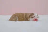 Phoenix, a male Pomsky for sale in Loxahatchee, FL – Photo 6 of 6