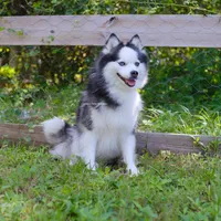 Kita, a female Pomsky for sale in Loxahatchee, FL – 5 of 6