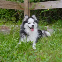 Kita, a female Pomsky for sale in Loxahatchee, FL – 6 of 6