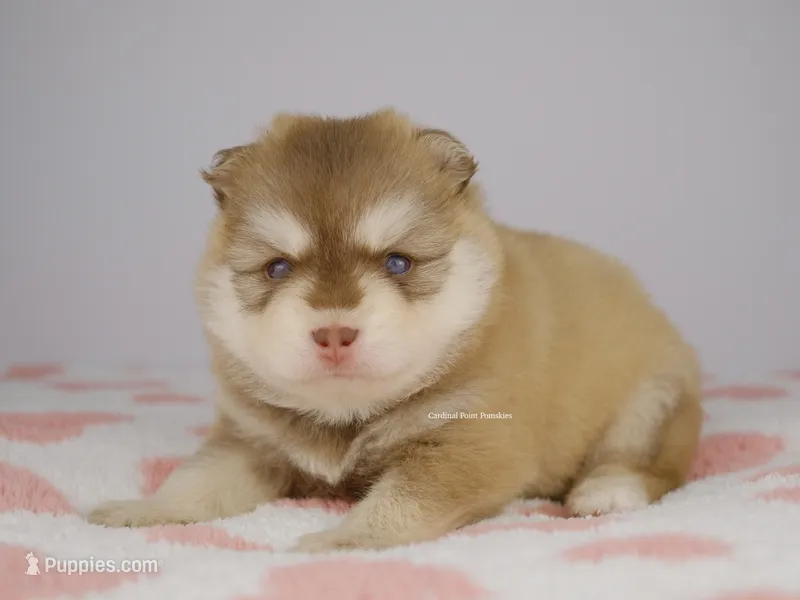 Khalen – Pomsky puppy for sale in Loxahatchee, FL