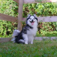 Kita, a female Pomsky for sale in Loxahatchee, FL – 3 of 6