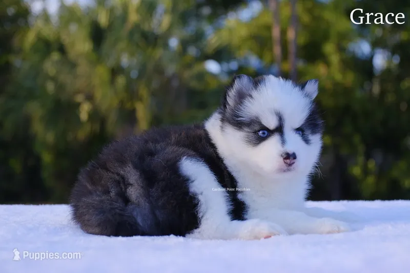 Grace – Pomsky puppy for sale in Loxahatchee, FL