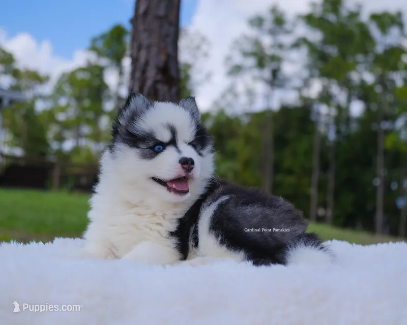 Grace – Pomsky puppy for sale in Loxahatchee, FL