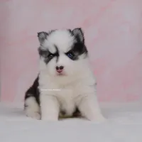 Grace, a female Pomsky for sale in Loxahatchee, FL – Photo 1 of 2