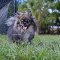 Sugar, a female Pomeranian for sale in Loxahatchee, FL – Photo 3 of 3