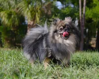 Sugar, a female Pomeranian for sale in Loxahatchee, FL – Photo 1 of 3
