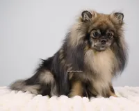 Sugar, a female Pomeranian for sale in Loxahatchee, FL – Photo 2 of 3