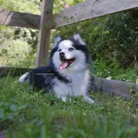 Kita, a female Pomsky for sale in Loxahatchee, FL – 4 of 6