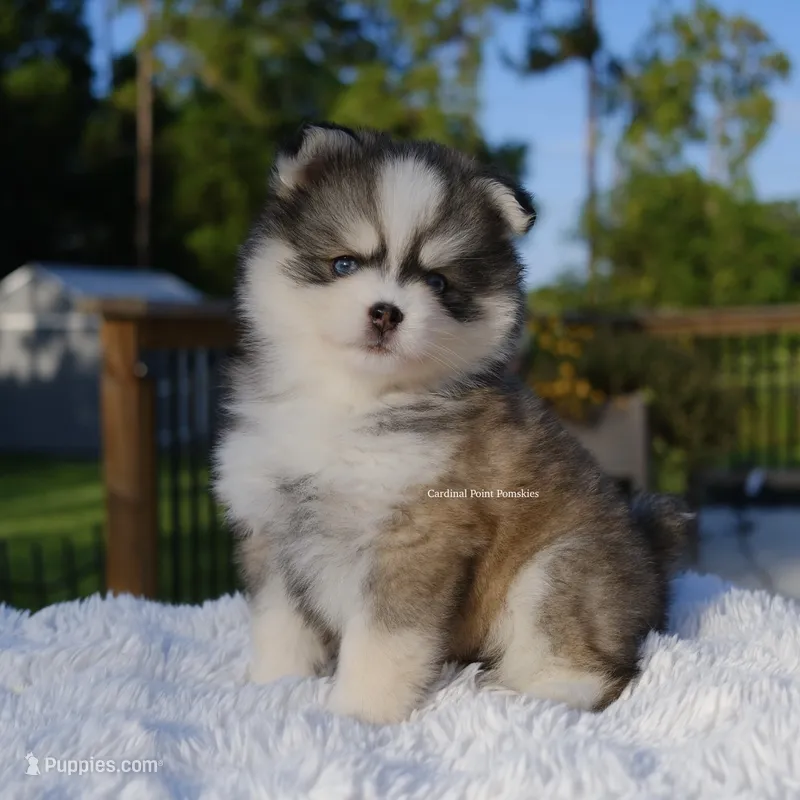 Hayden – Pomsky puppy for sale in Loxahatchee, FL