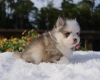 Adeline, a female Pomsky for sale in Loxahatchee, FL – 4 of 8