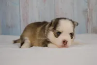 Adeline, a female Pomsky for sale in Loxahatchee, FL – 7 of 8
