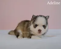 Adeline, a female Pomsky for sale in Loxahatchee, FL – 8 of 8
