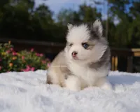 Adeline, a female Pomsky for sale in Loxahatchee, FL – 2 of 8