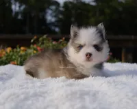 Adeline, a female Pomsky for sale in Loxahatchee, FL – 3 of 8