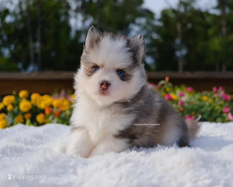 Adeline – Pomsky puppy for sale in Loxahatchee, FL