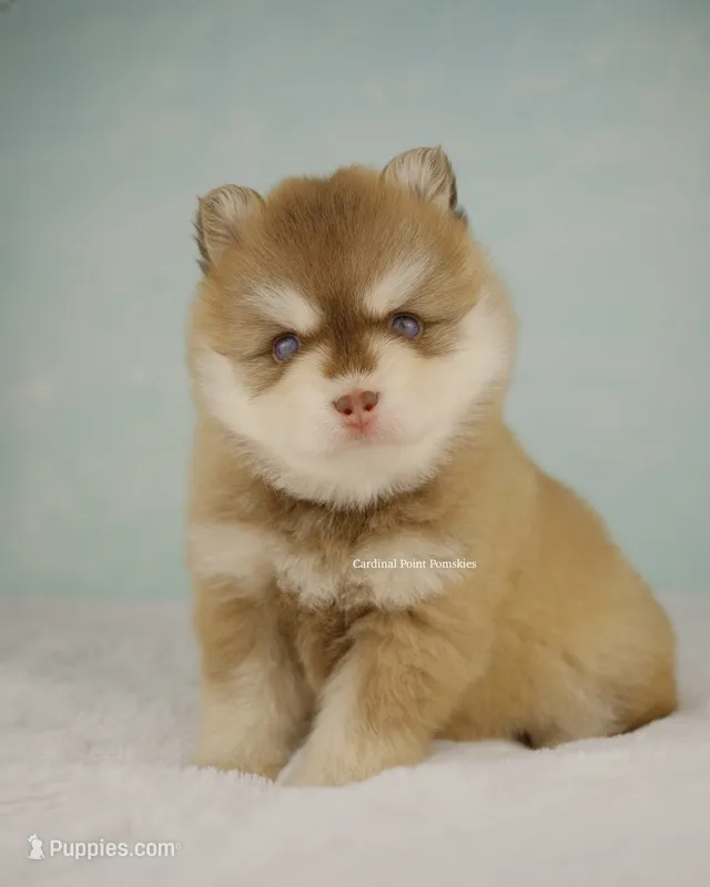Khalen – Pomsky puppy for sale in Loxahatchee, FL