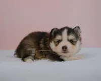 Grayson, a male Pomsky for sale in Loxahatchee, FL – Photo 2 of 5