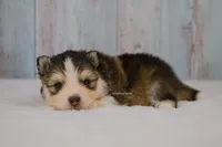 Grayson, a male Pomsky for sale in Loxahatchee, FL – Photo 3 of 5