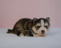 Grayson, a male Pomsky for sale in Loxahatchee, FL – Photo 1 of 5