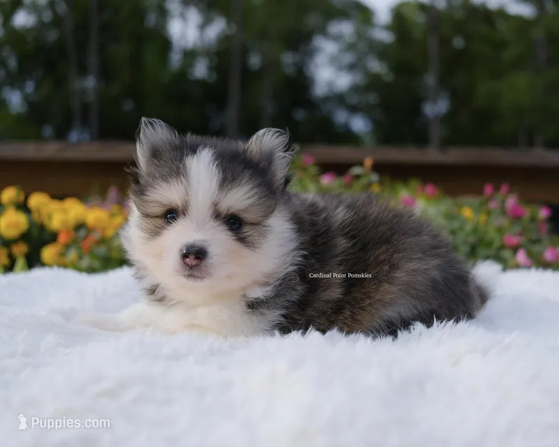 Grayson – Pomsky puppy for sale in Loxahatchee, FL